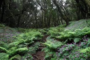 Exploring Spain's Ancient Fairytale Forest: A Journey Through Prehistoric Nature - image 7