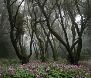 Exploring Spain's Ancient Fairytale Forest: A Journey Through Prehistoric Nature - image 4