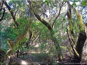 Exploring Spain's Ancient Fairytale Forest: A Journey Through Prehistoric Nature - image 0
