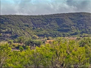 Exploring Spain's Ancient Fairytale Forest: A Journey Through Prehistoric Nature - image 2