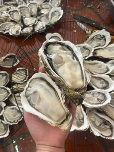 Affordable Chinese Yellow Oysters Flooding Vietnamese Seafood Markets - image 6