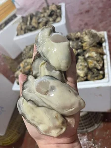 Affordable Chinese Yellow Oysters Flooding Vietnamese Seafood Markets - image 1