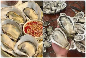 Affordable Chinese Yellow Oysters Flooding Vietnamese Seafood Markets - image 9