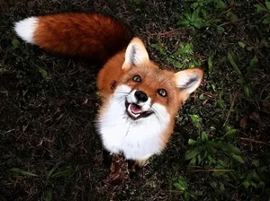 Fox Hunter Unearths Rare Ancient Treasure Worth Millions in Mountains - image 7