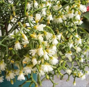 How to Grow and Style the Unique Dancing Bones Cactus - image 2