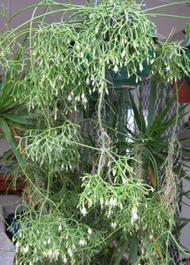 How to Grow and Style the Unique Dancing Bones Cactus - image 6
