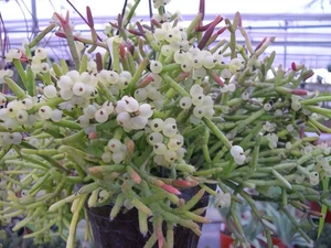 How to Grow and Style the Unique Dancing Bones Cactus - image 5