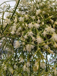 How to Grow and Style the Unique Dancing Bones Cactus - image 8