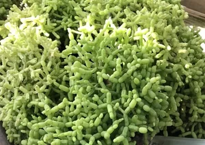 How to Grow and Style the Unique Dancing Bones Cactus - image 0