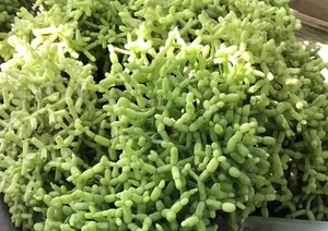 How to Grow and Style the Unique Dancing Bones Cactus - image 1