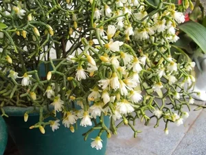 How to Grow and Style the Unique Dancing Bones Cactus - image 3