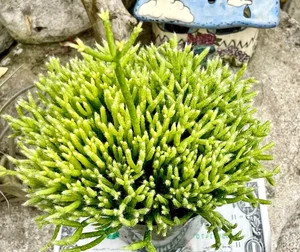 How to Grow and Style the Unique Dancing Bones Cactus - image 9