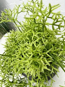 How to Grow and Style the Unique Dancing Bones Cactus - image 10