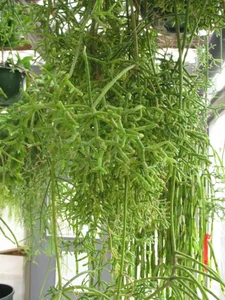 How to Grow and Style the Unique Dancing Bones Cactus - image 11