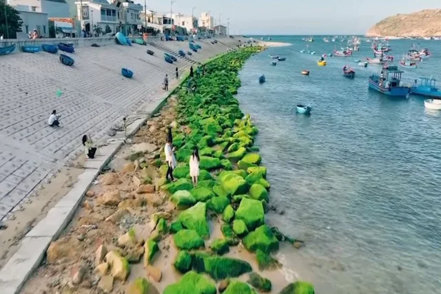 Breathtaking Green Moss Season on the Scenic Beaches of Quy Nhon