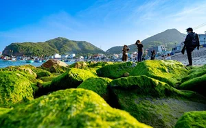 Breathtaking Green Moss Season on the Scenic Beaches of Quy Nhon - image 1