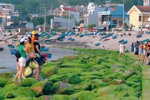 Breathtaking Green Moss Season on the Scenic Beaches of Quy Nhon - image 6