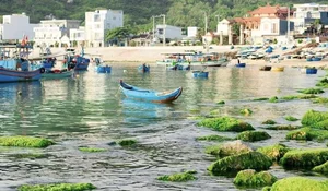 Breathtaking Green Moss Season on the Scenic Beaches of Quy Nhon - image 9