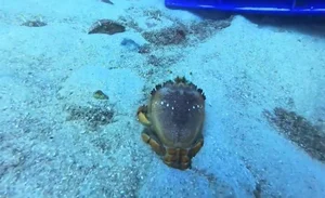 Ly Son Island Releases Egg-Bearing King Crabs to Restore Marine Ecosystem - image 2