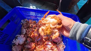 Ly Son Island Releases Egg-Bearing King Crabs to Restore Marine Ecosystem - image 4