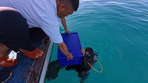 Ly Son Island Releases Egg-Bearing King Crabs to Restore Marine Ecosystem - image 8