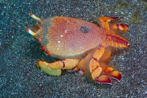 Ly Son Island Releases Egg-Bearing King Crabs to Restore Marine Ecosystem - image 9
