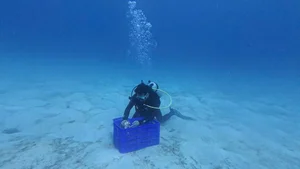 Ly Son Island Releases Egg-Bearing King Crabs to Restore Marine Ecosystem - image 1