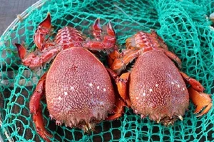 Ly Son Island Releases Egg-Bearing King Crabs to Restore Marine Ecosystem - image 6