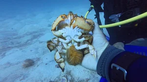 Ly Son Island Releases Egg-Bearing King Crabs to Restore Marine Ecosystem - image 7
