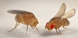 The World's Most Extraordinary Creature With Sperm 23 Times Its Body Length - image 1