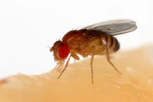 The World's Most Extraordinary Creature With Sperm 23 Times Its Body Length - image 4