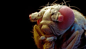 The World's Most Extraordinary Creature With Sperm 23 Times Its Body Length - image 2