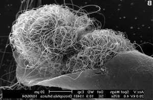 The World's Most Extraordinary Creature With Sperm 23 Times Its Body Length - image 6