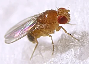 The World's Most Extraordinary Creature With Sperm 23 Times Its Body Length - image 0