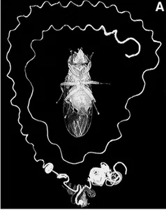 The World's Most Extraordinary Creature With Sperm 23 Times Its Body Length - image 3