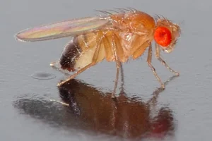 The World's Most Extraordinary Creature With Sperm 23 Times Its Body Length - image 5