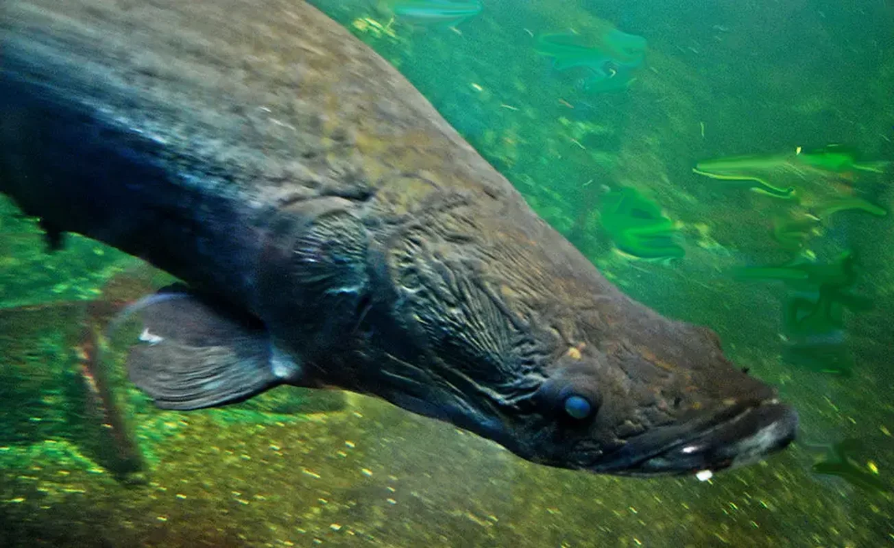 The Amazon's Apex Predator: Meet the World's Largest Freshwater Monster