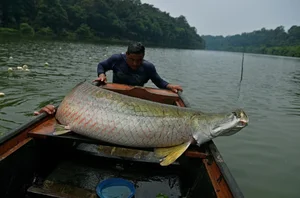 The Amazon's Apex Predator: Meet the World's Largest Freshwater Monster - image 4