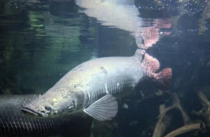 The Amazon's Apex Predator: Meet the World's Largest Freshwater Monster - image 6
