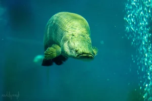 The Amazon's Apex Predator: Meet the World's Largest Freshwater Monster - image 2