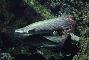 The Amazon's Apex Predator: Meet the World's Largest Freshwater Monster - image 1