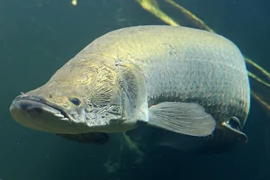 The Amazon's Apex Predator: Meet the World's Largest Freshwater Monster - image 3