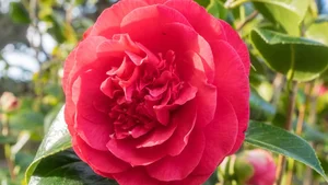 The World's Rarest Flowers: Exquisite Blooms Found in Only a Few Places on Earth - image 2