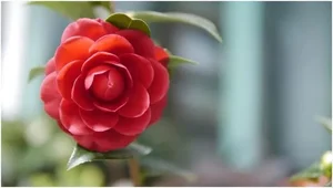 The World's Rarest Flowers: Exquisite Blooms Found in Only a Few Places on Earth - image 8