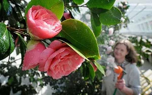 The World's Rarest Flowers: Exquisite Blooms Found in Only a Few Places on Earth - image 5