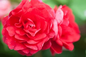 The World's Rarest Flowers: Exquisite Blooms Found in Only a Few Places on Earth - image 0