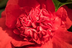 The World's Rarest Flowers: Exquisite Blooms Found in Only a Few Places on Earth - image 6