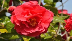 The World's Rarest Flowers: Exquisite Blooms Found in Only a Few Places on Earth - image 4