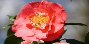 The World's Rarest Flowers: Exquisite Blooms Found in Only a Few Places on Earth - image 7