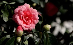 The World's Rarest Flowers: Exquisite Blooms Found in Only a Few Places on Earth - image 3
